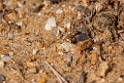 David Plant Photography - Wildlife Photography - Formica cunicularia - C